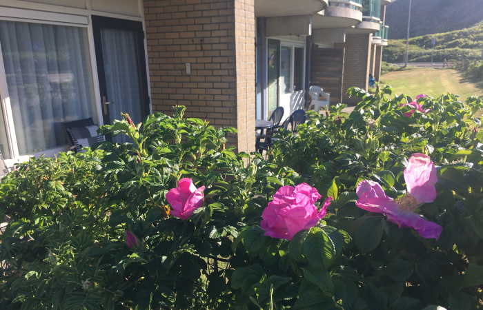 Foto mit Blumen vor der Terrasse des Beach Appartement 3