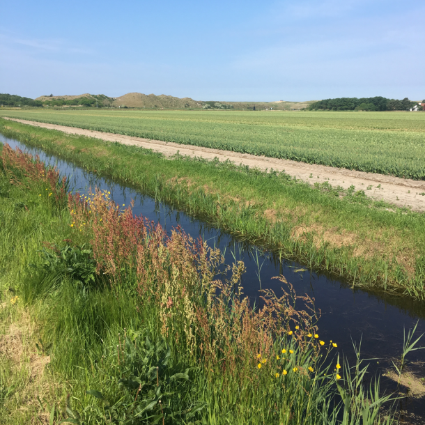 Foto Radweg neben einem kleinen Bach in grüner Wiese