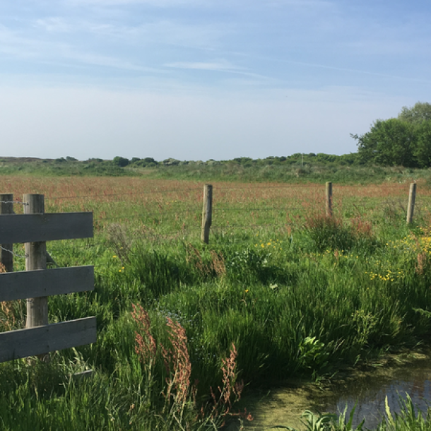 Foto Naturreservat "Zwanenwater" Wiese mit Bachlauf und Zaun